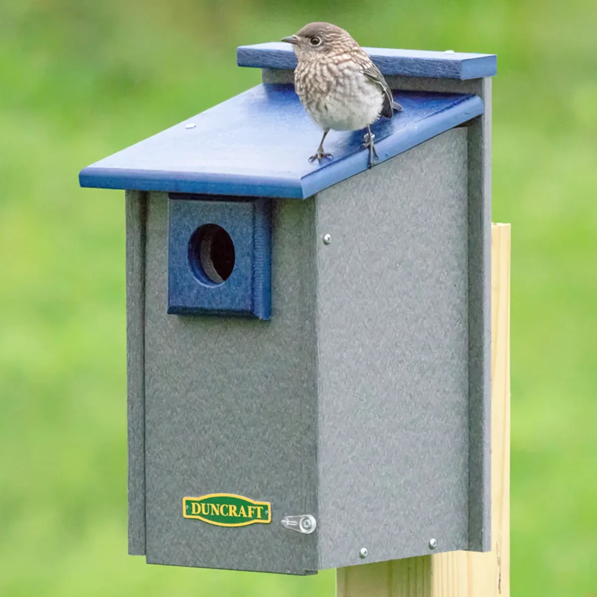 Duncraft Bluebird House Supreme