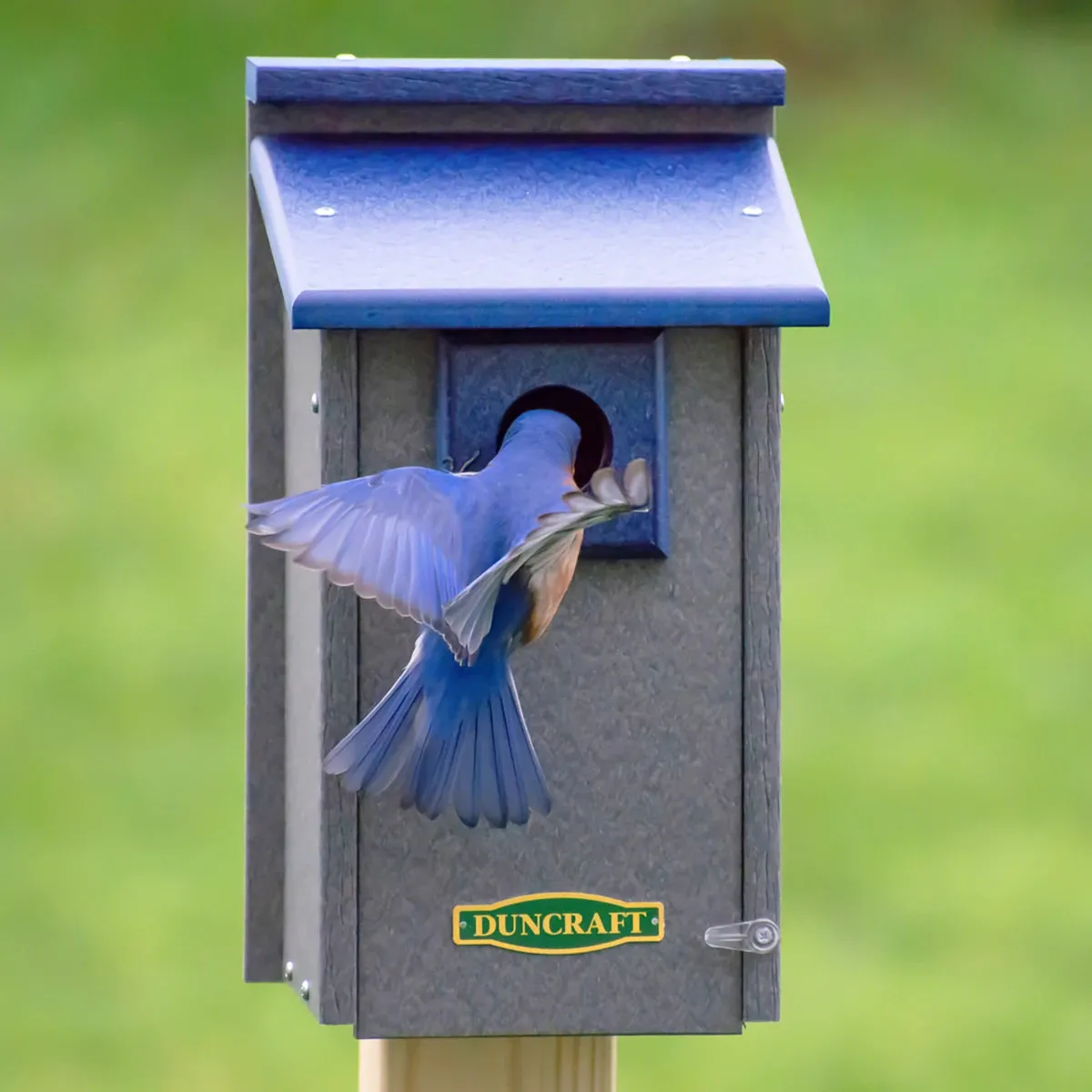 Duncraft Bluebird House Supreme